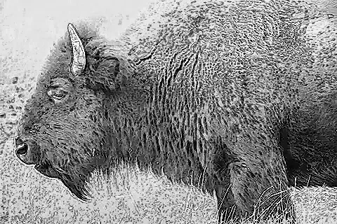 engraving-bison-head